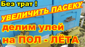Увеличение пасеки просто без затрат !  Как разделить улей на пол лёта ! Увеличение пчелосемей !