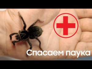 Спасаем самку паука птицееда Theraphosa apophysis