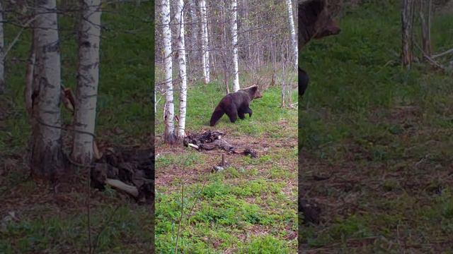 МЕДВЕДЬ В СТОЙКЕ! 🤣ТАКОГО ВЫ ЕЩЁ НЕ ВИДЕЛИ!