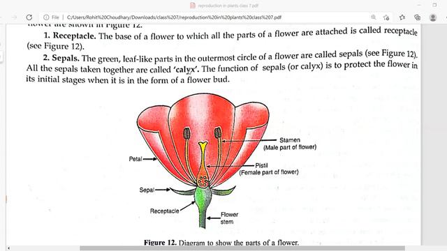 REPRODUCTION IN PLANTS PART 1 CLASS 7