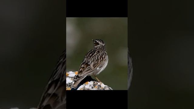 Жаворонок поет на опушке леса