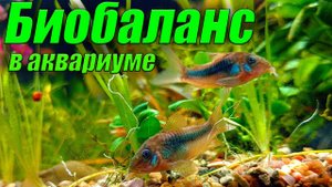 Биобаланс в аквариуме. Что это такое? Аквариумистика для начинающих