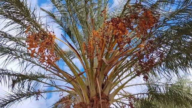 Зона отдыха для автомобилистов. Rest area. Финиковые пальмы. смотреть онлайн