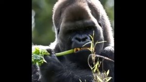 Животные жарких стран.