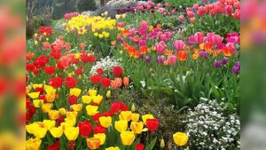 Тюльпаны в саду – красивые фото цветения тюльпанов