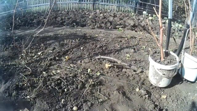 Проверяем воздушный отводок осенью. Размножение винограда. смотреть онлайн