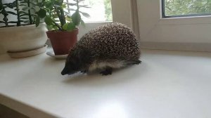 Лакомство для Ёжика Сонечки [Treat for the Hedgehog]