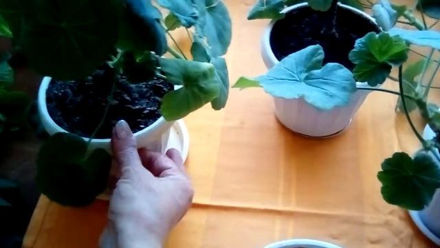 Омолаживаю и подкармливаю ГЕРАНЬ