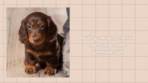 how to shoose a puppy taks? |как выбрать щенка таксы?| стандарты породы, как не ошибиться