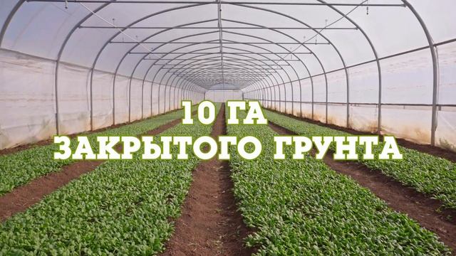Белая Дача: салатный кластер на Юге России. #салатыбелаядача