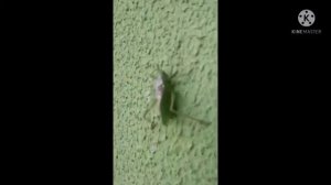 Человек паук