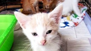 Брошенные в пакете котята воссоединились с мамой кошкой в приюте