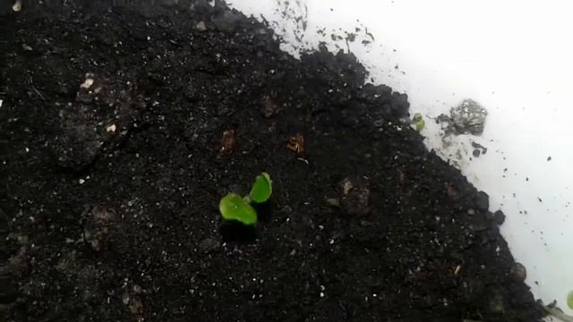 ЛИМОН ВЗОШЁЛ! смотреть онлайн