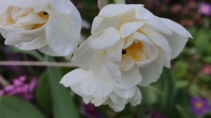 Narcisse 'Narcissus Tazetta'  'Bridal Crown' Le port est élégant le parfum est flagrant.