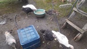 вывод от 08.07.2024г и наше хозяйство