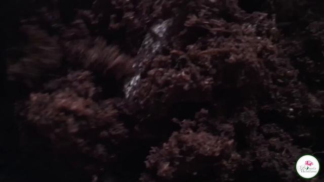 ЛУЧШИЙ ГРУНТ ДЛЯ РАССАДЫ смотреть онлайн