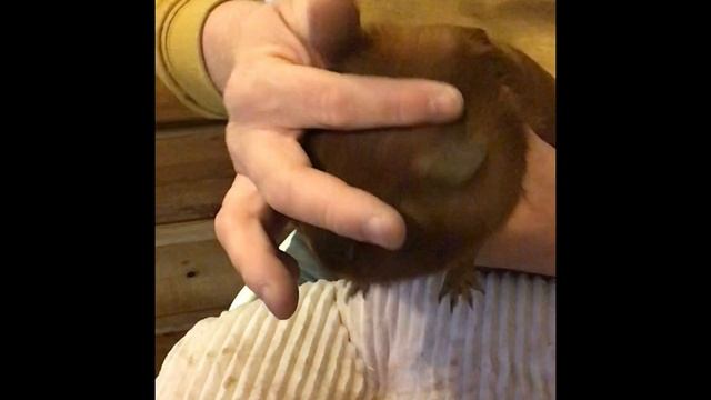 Guinea Pig Coat Preparation/ Grooming ready for a show.... including how to cut a guinea pigs nails смотреть онлайн