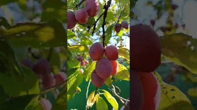 СЛИВЫ ВЫРОСЛИ НА ДАЧЕ / ОГОРОД / УРОЖАЙ / PLUM ❤