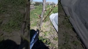 Черешня Свитхард, 3 й год.....