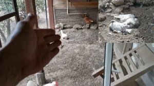 Бункерная кормушка для автономного курятника с размерами