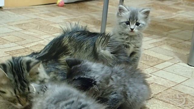 Котята порода Сибирская кошка. 1 месяц 12 дней. смотреть онлайн