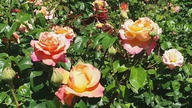 РОЗА - королева лета в парке Днепра смотреть онлайн