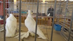 Выставка армавирских голубей / Германия, Herford / 28.10.2018