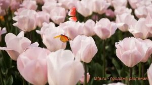 Тюльпан обыкновенный Риджойс (tulipa rejoyce) ? Риджойс обзор: как сажать, луковицы тюльпаны Риджой