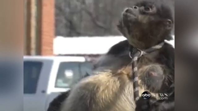 15 Толстых Животных, Которым Срочно нужно Сесть на Диету смотреть онлайн