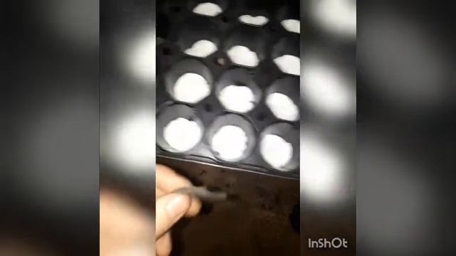 как проратить кедровые орешки
