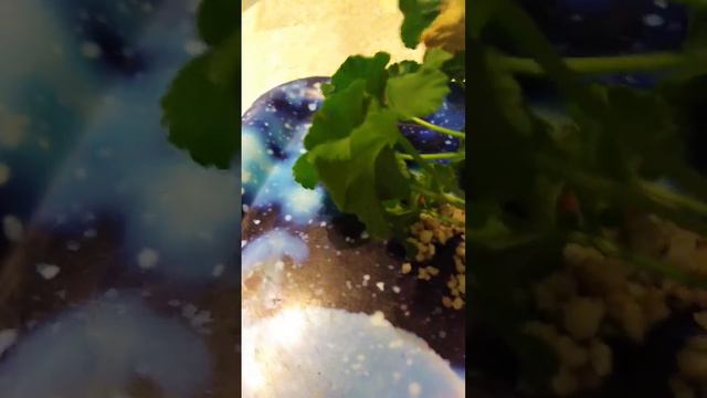 Пора пересаживать черенки пеларгонии. смотреть онлайн