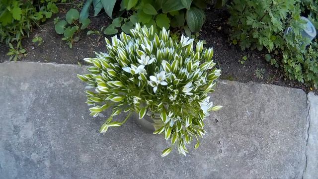 Букет белого птицемлечника с не распущенными цветками смотреть онлайн