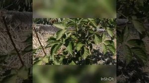 Хлороз на ежевике 🌱Живём в Краснодарском крае 🌻🌻🌻