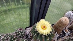 Кактус упал.Спасла "Царицу ночи".Эхинопсисы,телокактусы.Пересадка кактусов продолжается.