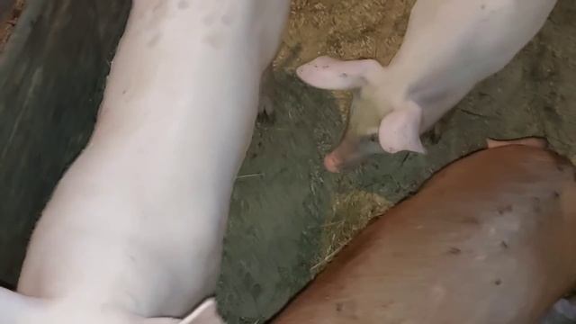 Катюха на привязи.