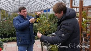 Укрытие штамбовых роз на зиму. Часть 2. Обрезка и подготовка