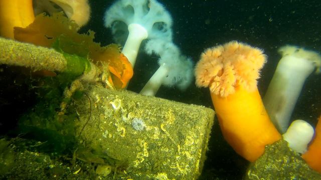 Giant Plumose Anemone | Salish Sea Marine Wildlife | Timelapse смотреть онлайн
