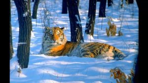 Животные Красной книги