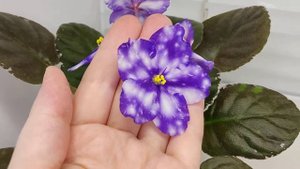 Фиалка Rivermist Galaxy