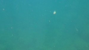 Ловля карася на Большом Утрише. Микроджиг.