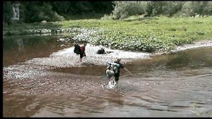 Одуванчиков дым(ИВАСИ)