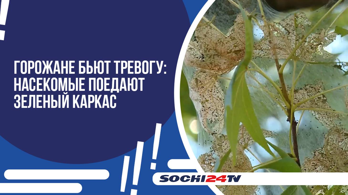 КОКОН ПАУТИНЫ ВМЕСТО ЛИСТВЫ