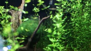 Кокосовые домики для аквариума