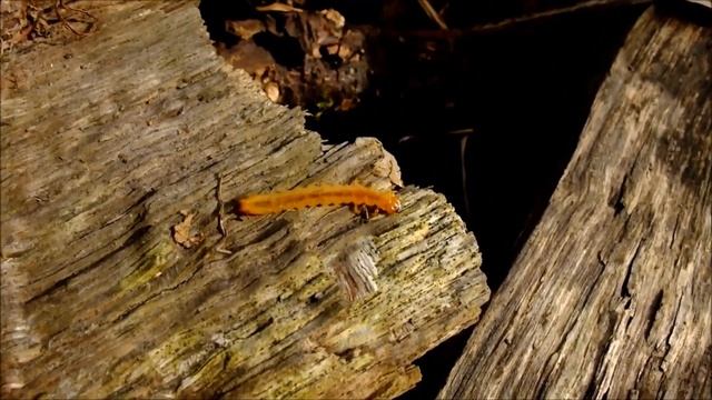 Огнецветка багряная и интересные факты о ней смотреть онлайн