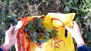 1. Выращивание клубники дома зимой. Рассада/Growing strawberries in the winter at home. Seedling