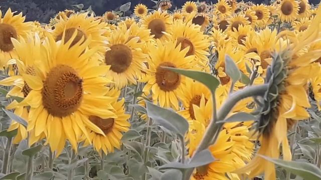 Подсолнухи. Футаж для видеомонтажа смотреть онлайн