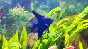 Нерест чёрный бархат ( скалярий) в общем аквариуме