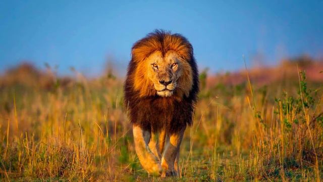 Нашид Львы смотреть онлайн