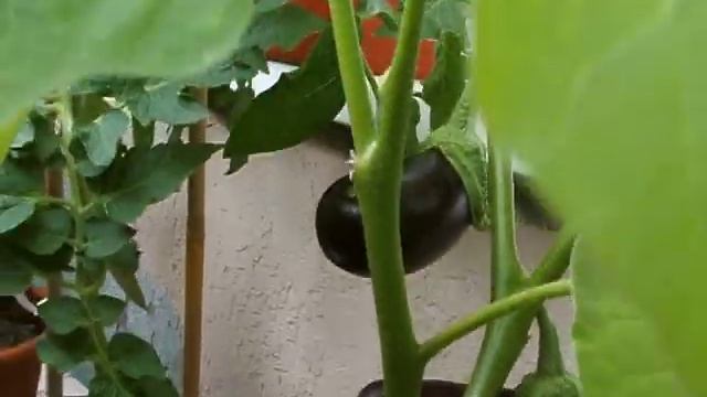 Огород на балконе 2 (Urban Gardening)