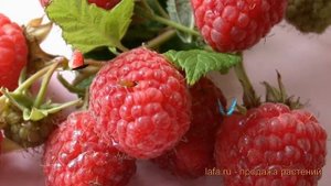 Малина ремонтантная Примара (rubus idaeus primara) ? обзор: как сажать, саженцы малины Примара